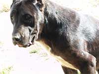 black cane corso 